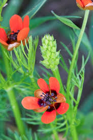 Image result for Adonis aestivalis