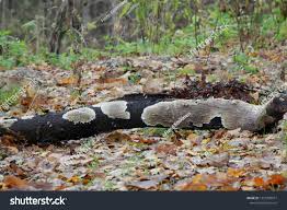 Attēlu rezultāti vaicājumam “Coniophora puteana”