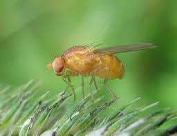 Attēlu rezultāti vaicājumam “Drosophila melanogaster”