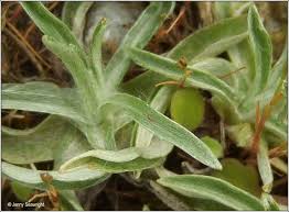 Attēlu rezultāti vaicājumam “Gnaphalium sylvaticum bud”