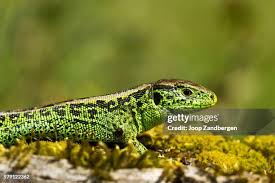 Attēlu rezultāti vaicājumam “Lacerta agilis”