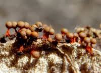 Attēlu rezultāti vaicājumam “Physarum psittacinum spores”