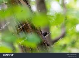 Attēlu rezultāti vaicājumam “Sturnus vulgaris nest”