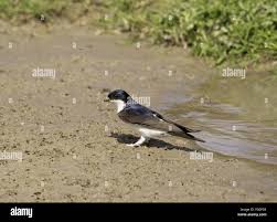 Attēlu rezultāti vaicājumam “Delichon urbicum adult”