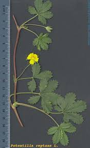 Attēlu rezultāti vaicājumam “Potentilla reptans”