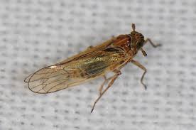 Attēlu rezultāti vaicājumam “Javesella pellucida male”