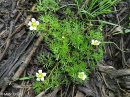 Attēlu rezultāti vaicājumam “Batrachium circinatum leaf”