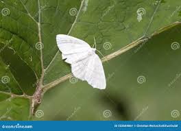 Attēlu rezultāti vaicājumam “Cabera exanthemata male”