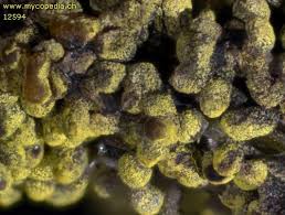 Attēlu rezultāti vaicājumam “Physarum virescens macro”