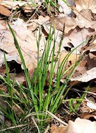 Attēlu rezultāti vaicājumam “Carex pilulifera”