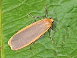 Attēlu rezultāti vaicājumam “Eilema depressa”