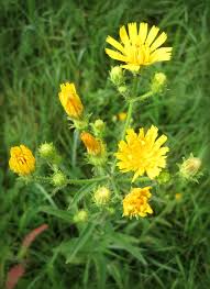 Attēlu rezultāti vaicājumam “Picris hieracioides”