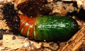 Attēlu rezultāti vaicājumam “Euplexia lucipara”