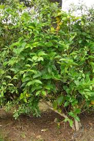 Attēlu rezultāti vaicājumam “Lonicera ferdinandii”