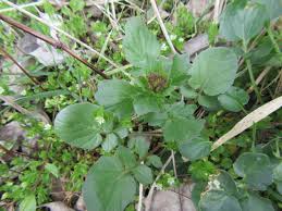Attēlu rezultāti vaicājumam “Barbarea vulgaris subsp. arcuata fruit”