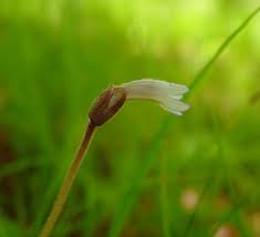 Attēlu rezultāti vaicājumam “Plantago uniflora flower”