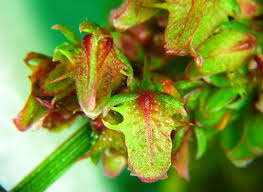 Attēlu rezultāti vaicājumam “Rumex obtusifolius”