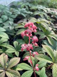 Image result for Rodgersia chocolate wings