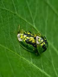 Attēlu rezultāti vaicājumam “Cassida”