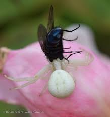 Attēlu rezultāti vaicājumam “Misumena vatia”