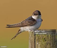 Attēlu rezultāti vaicājumam “Delichon urbicum adult”