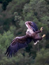 Image result for Haliaeetus albicilla