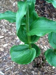 Attēlu rezultāti vaicājumam “Epipactis helleborine”