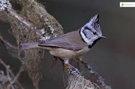 Attēlu rezultāti vaicājumam “Lophophanes cristatus adult”