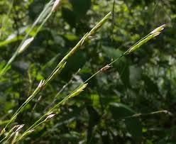 Attēlu rezultāti vaicājumam “Glyceria fluitans leaf”