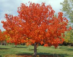 Attēlu rezultāti vaicājumam “Aesculus x hybrida leaf”