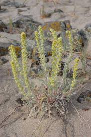 Attēlu rezultāti vaicājumam “Artemisia campestris bud”