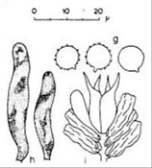 Attēlu rezultāti vaicājumam “Basidiodendron”