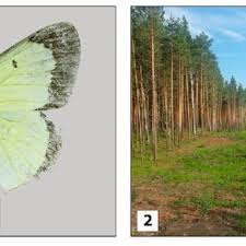 Attēlu rezultāti vaicājumam “Colias palaeno upperside”