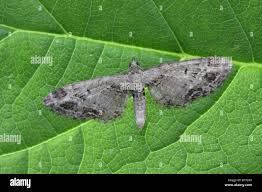 Attēlu rezultāti vaicājumam “Eupithecia exiguata”