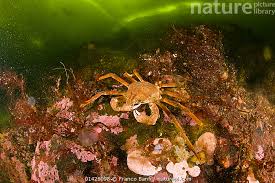 Image result for Hyas araneus