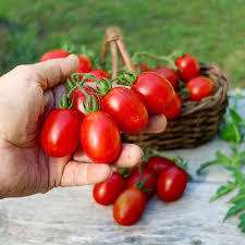 Afbeeldingsresultaat voor principe borghese tomato