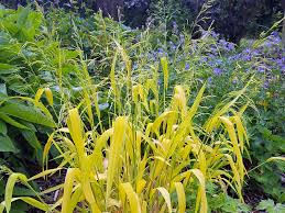 Attēlu rezultāti vaicājumam “Milium effusum”