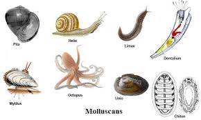 Attēlu rezultāti vaicājumam “Mollusca”