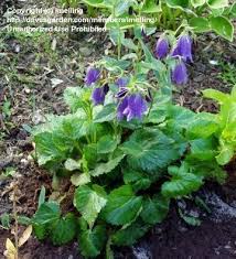 Image result for Campanula strigosa