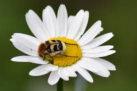 Attēlu rezultāti vaicājumam “Trichius fasciatus imago”