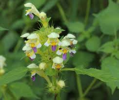 Attēlu rezultāti vaicājumam “Galeopsis speciosa”