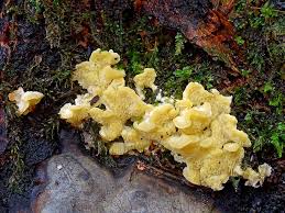 Attēlu rezultāti vaicājumam “Flaviporus citrinellus”