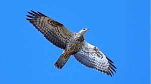 Attēlu rezultāti vaicājumam “Pernis apivorus adult”