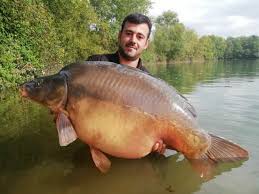 Image result for vissen