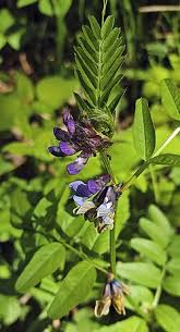 Attēlu rezultāti vaicājumam “Vicia sepium”