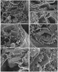 Attēlu rezultāti vaicājumam “Asterodon ferruginosus”