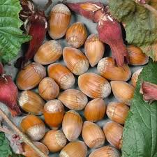 Attēlu rezultāti vaicājumam “Corylus avellana fruit”
