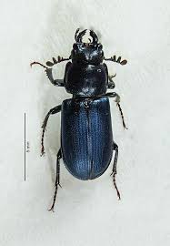 Attēlu rezultāti vaicājumam “Platycerus caraboides”