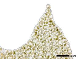 Attēlu rezultāti vaicājumam “Geocalyx graveolens”