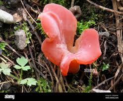 Attēlu rezultāti vaicājumam “Tremiscus helvelloides”